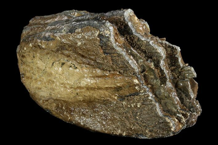 Southern Mammoth Molar Section - Hungary #123667